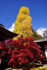 tateshina koyo 011