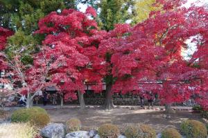 tateshina koyo 018