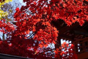 tateshina koyo 020