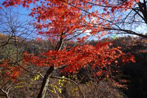 tateshina koyo 043