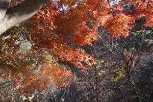 tateshina koyo 046