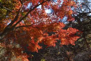 tateshina koyo 047