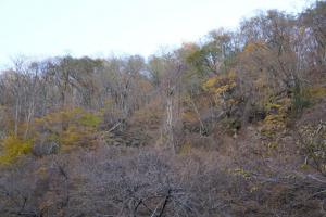 tateshina koyo 061
