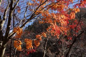 tateshina koyo 065
