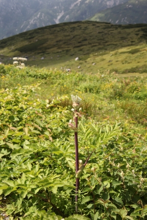 tateyama 2 0085