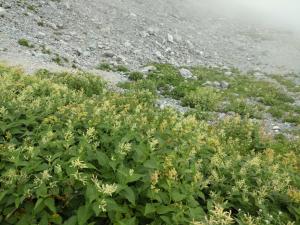 tateyama 049