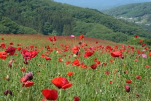 poppy 010