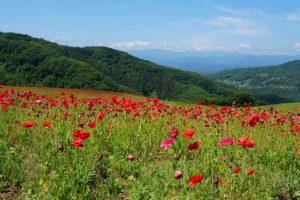 poppy 011