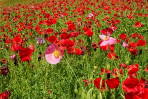 poppy 012