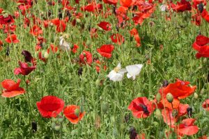 poppy 013