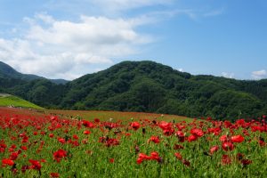 poppy 014