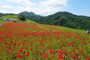 poppy 015