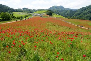 poppy 016