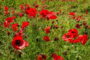 poppy 017