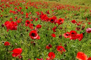 poppy 018