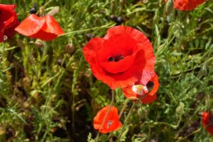 poppy 019