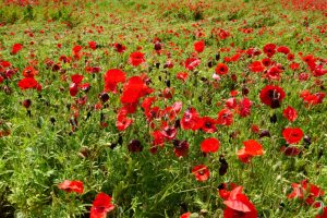 poppy 020
