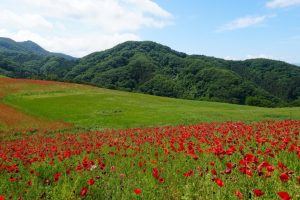 poppy 021
