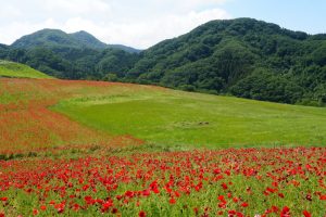 poppy 022