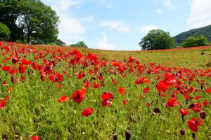 poppy 023