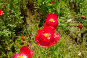 poppy 024