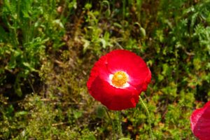 poppy 025