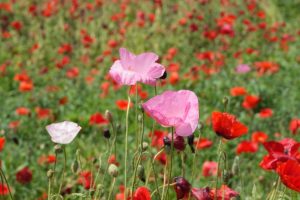 poppy 026