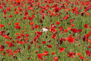 poppy 027