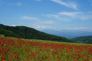 poppy 029