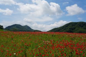 poppy 030