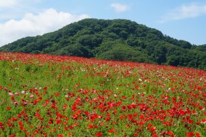 poppy 031