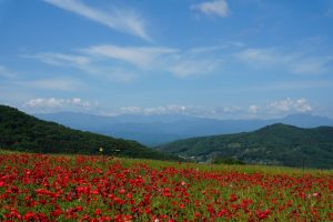 poppy 033