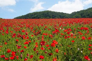 poppy 034