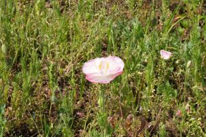 poppy 035