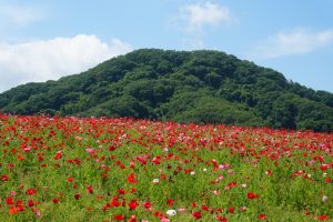 poppy 036