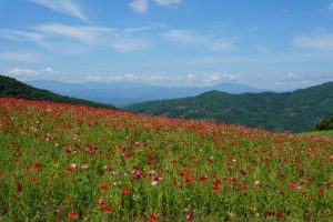 poppy 037
