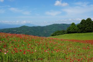 poppy 038