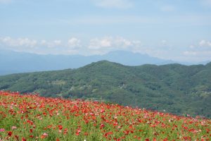 poppy 039