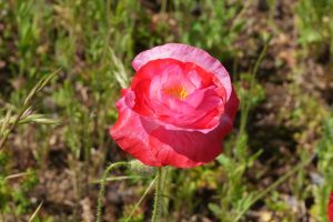 poppy 040