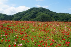 poppy 041