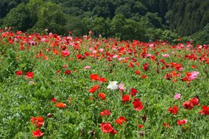 poppy 042