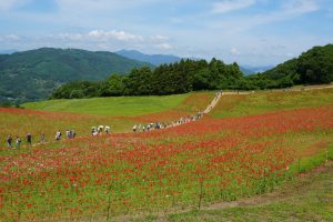 poppy 043