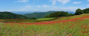 poppy 045