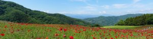 poppy 046