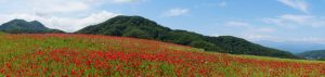 poppy 048