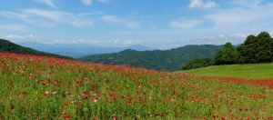 poppy 049
