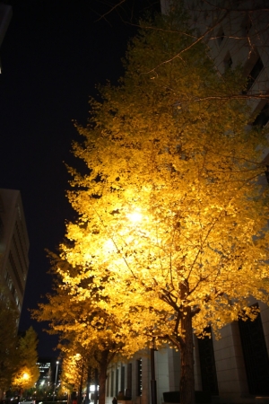 tokyo ilumi062