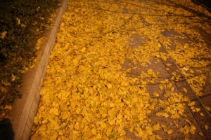 tokyo ilumi063