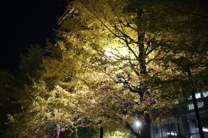 tokyo ilumi075