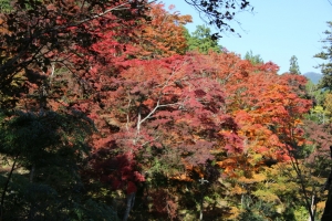 torii 009